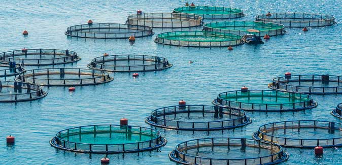 Fish-Farm-aquaculture-buoy